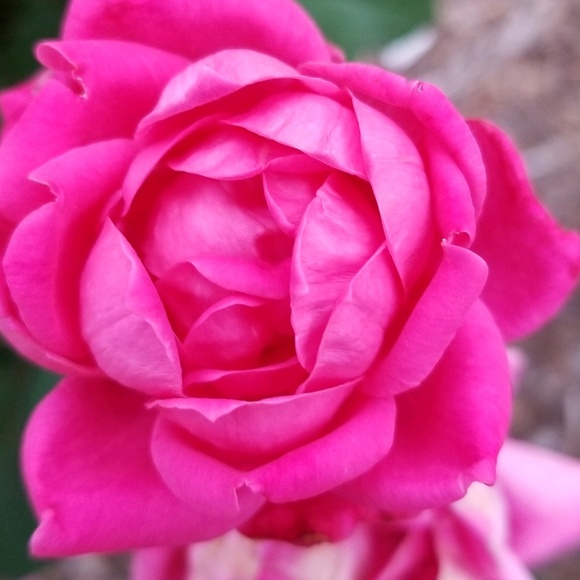 mlt24